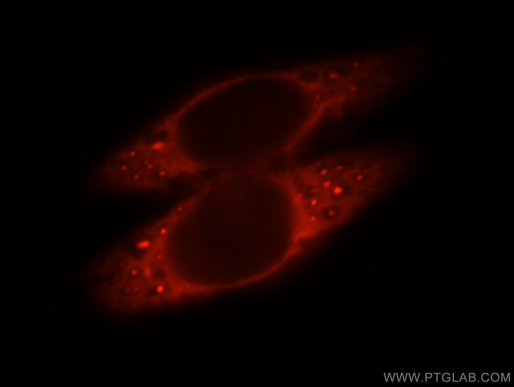 SLC5A8 Polyclonal antibody