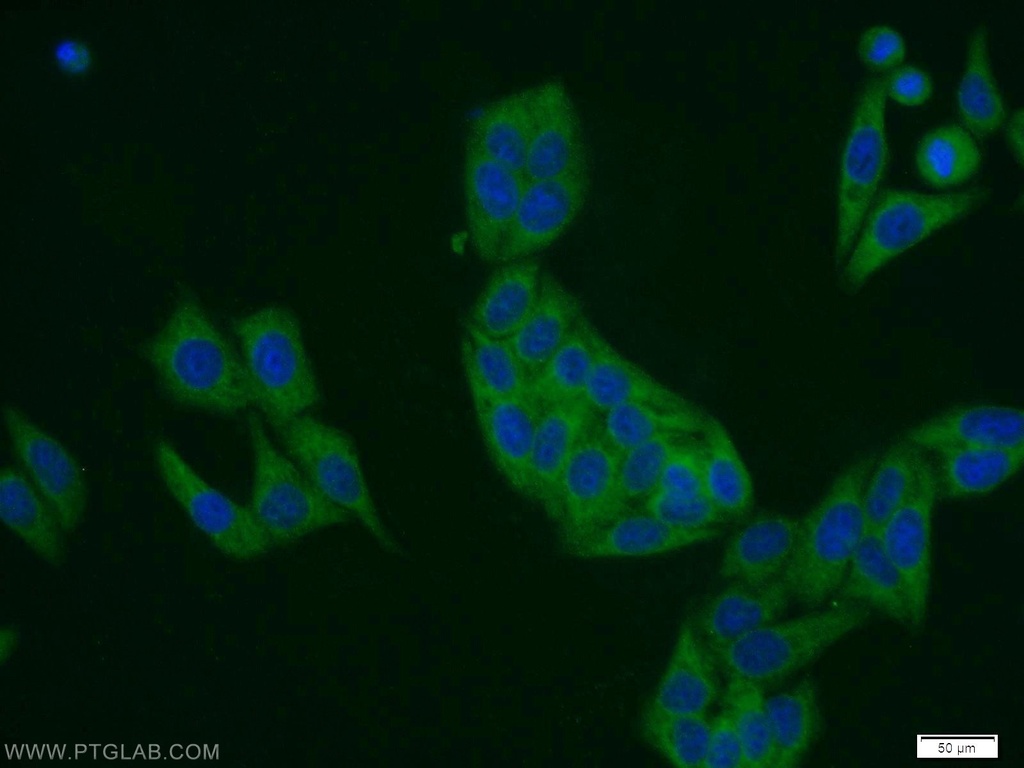 DDRGK1 Polyclonal antibody