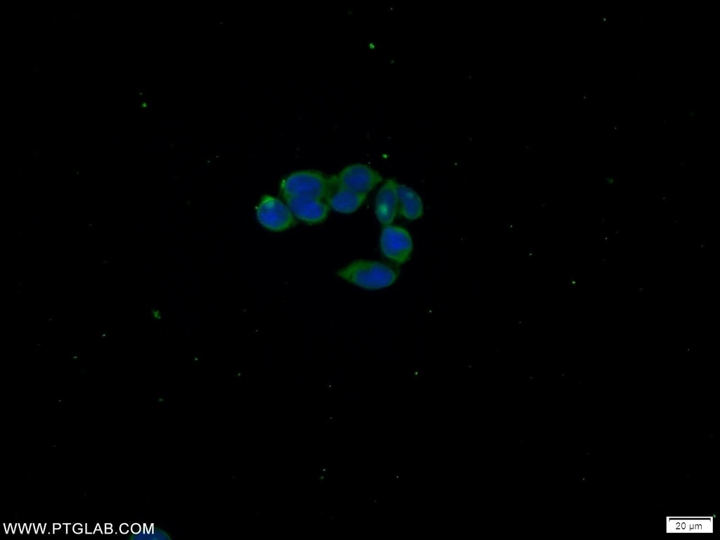 C21orf59 Polyclonal antibody