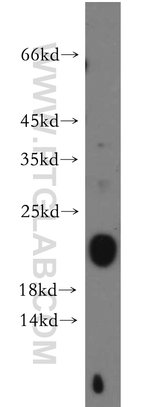C1orf57 Polyclonal antibody