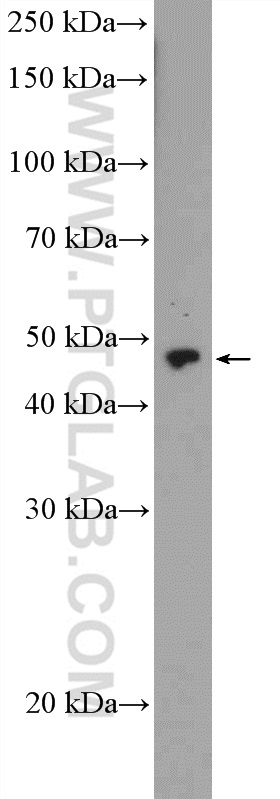 ZNF232 Polyclonal antibody