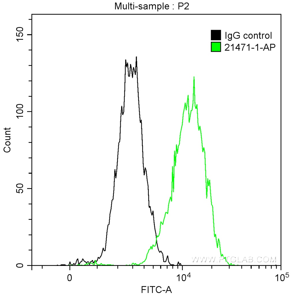 NF-H Polyclonal antibody