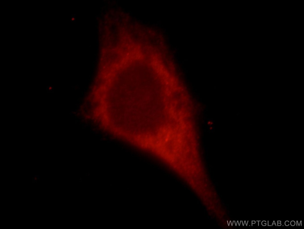 KIAA0513 Polyclonal antibody