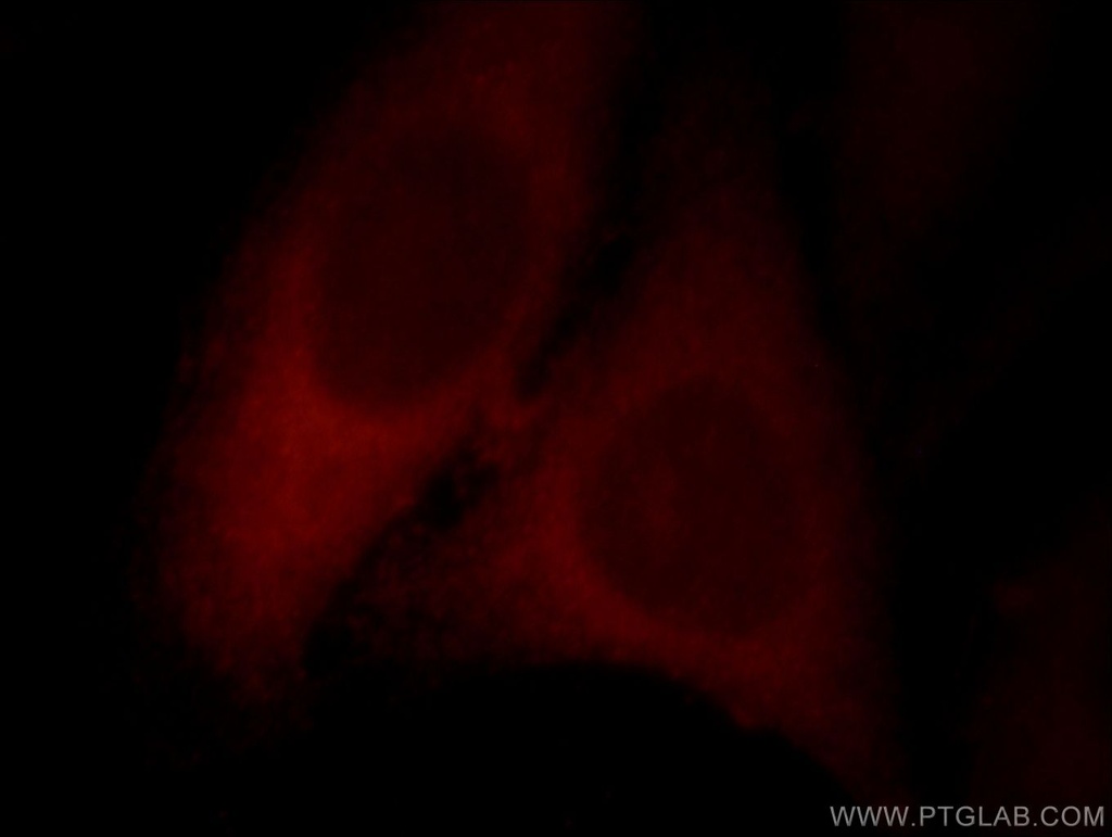 SYNPO2L Polyclonal antibody