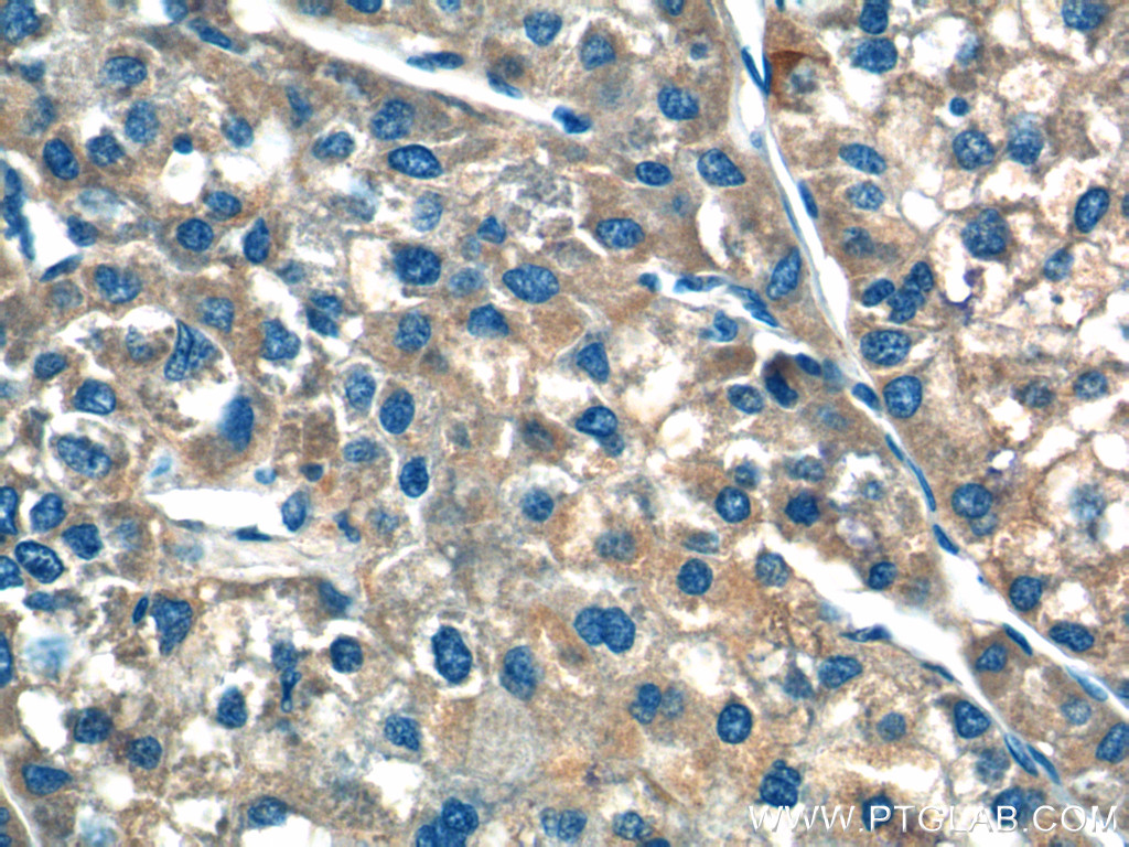 F9 Polyclonal antibody