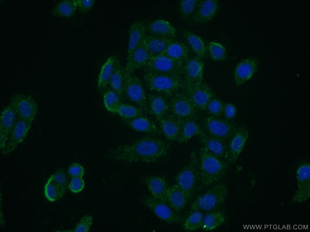 PLP2 Polyclonal antibody