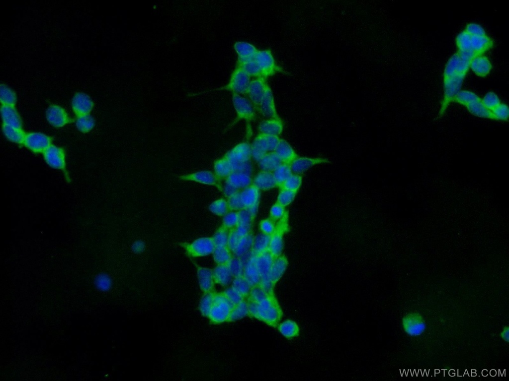 IFIT1L Polyclonal antibody