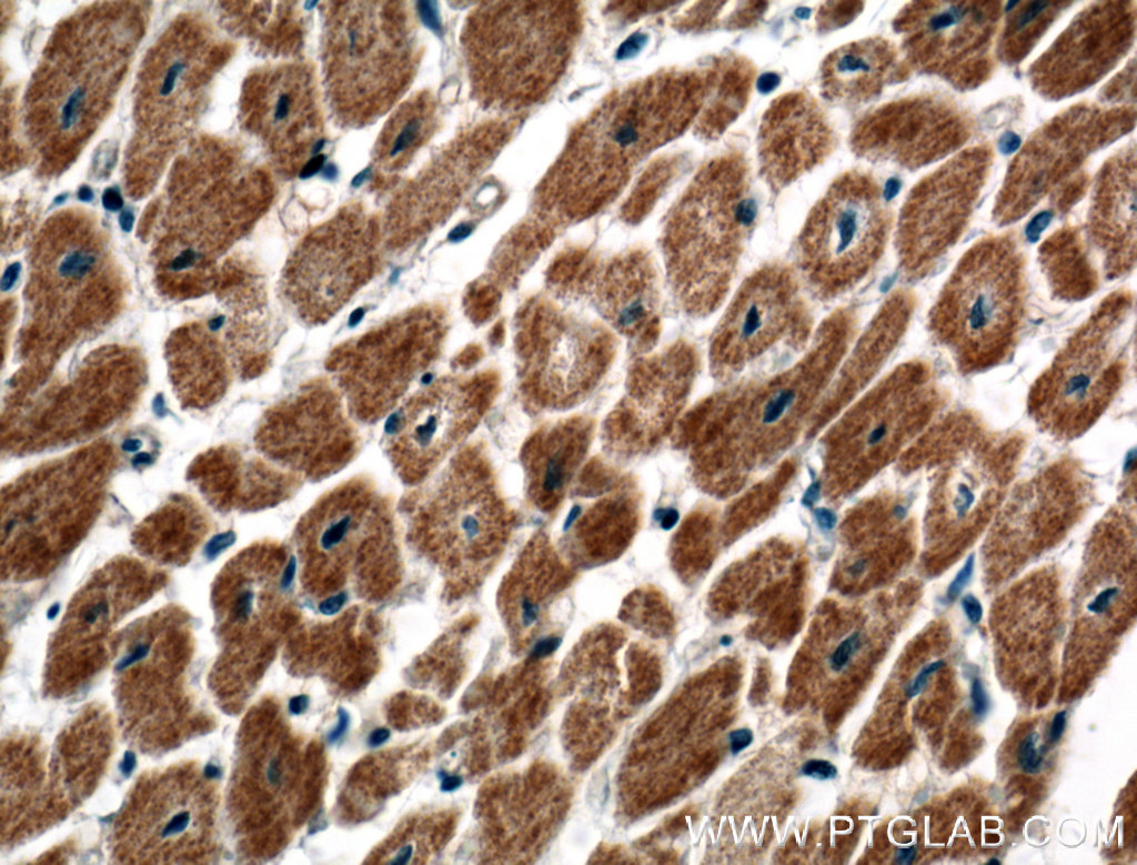 C20orf160 Polyclonal antibody