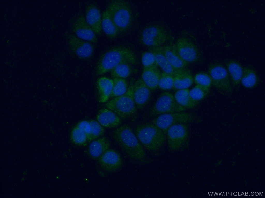 L1TD1 Polyclonal antibody