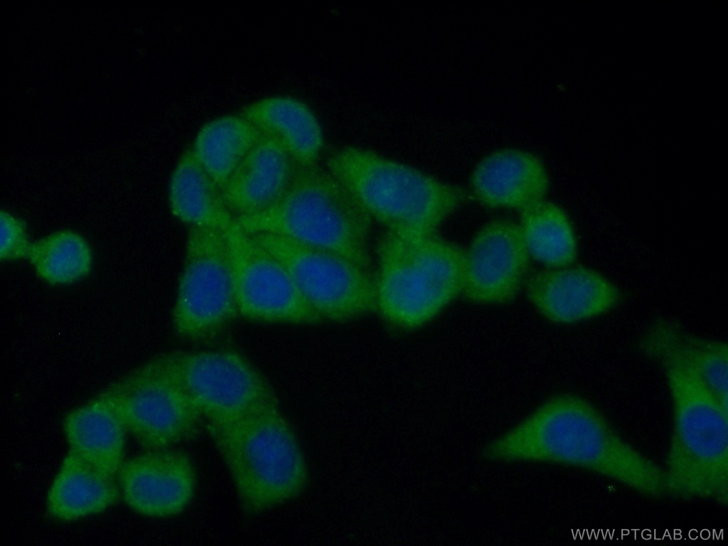 FAM120A Polyclonal antibody