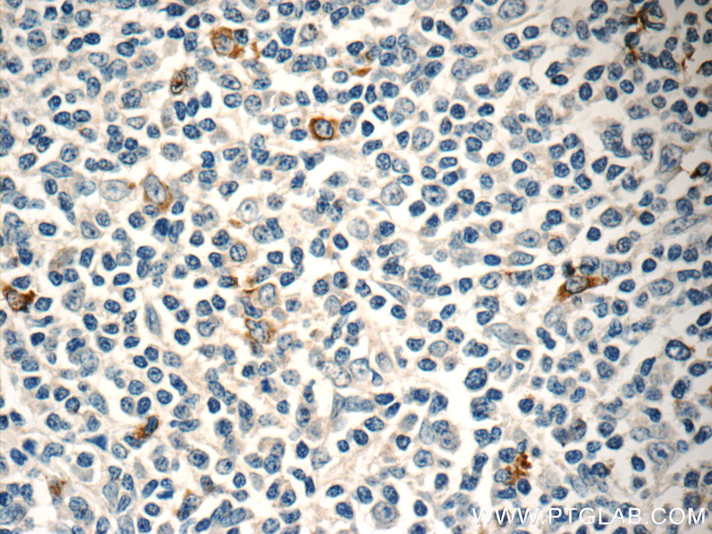 TOAG1 Polyclonal antibody