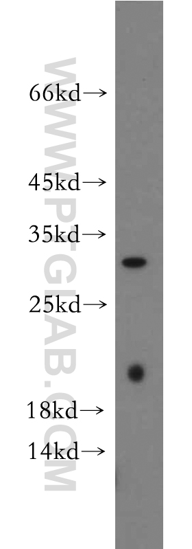 INMT Polyclonal antibody