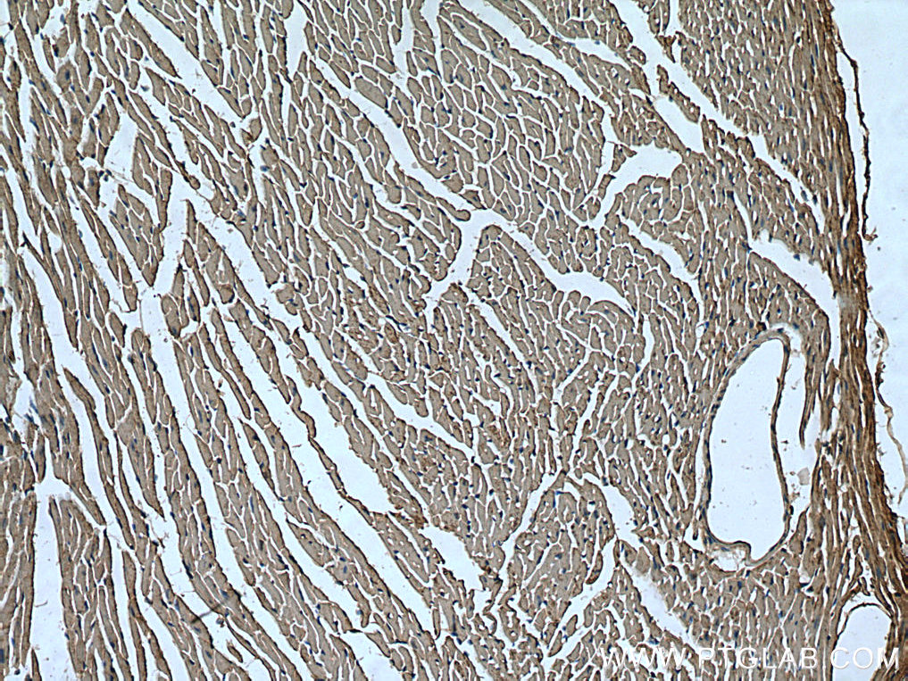 UNC45B Polyclonal antibody