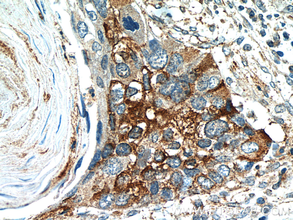 Cyclin B2 Polyclonal antibody