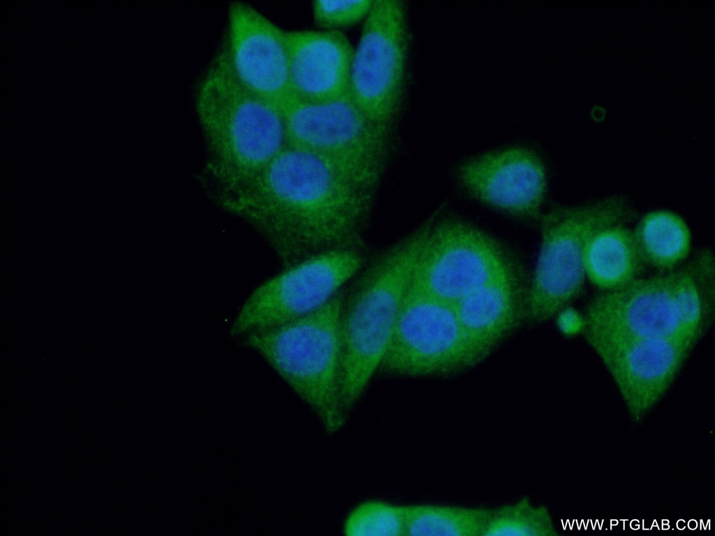 NF2 Polyclonal antibody