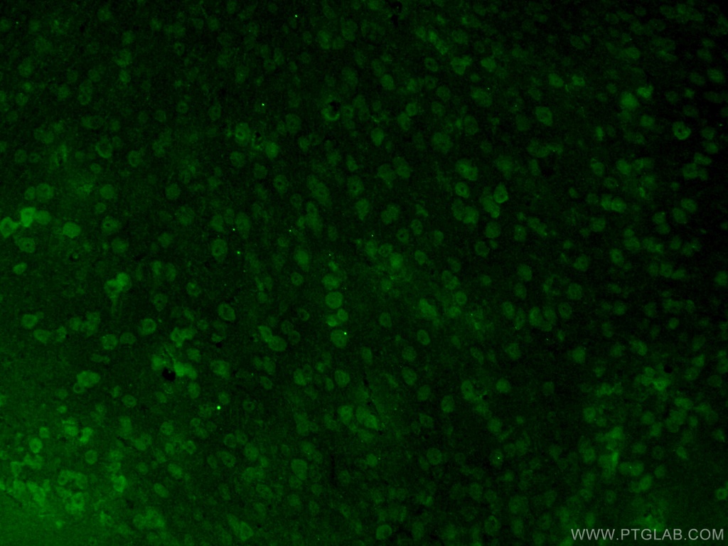 HIGD1A Polyclonal antibody