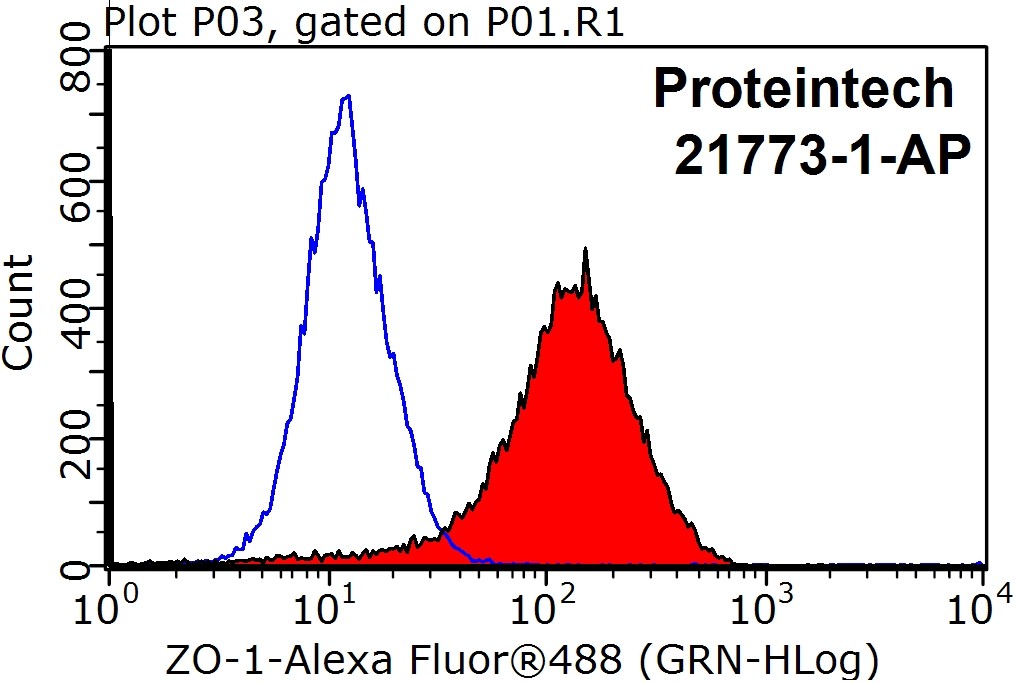 ZO-1 Polyclonal antibody