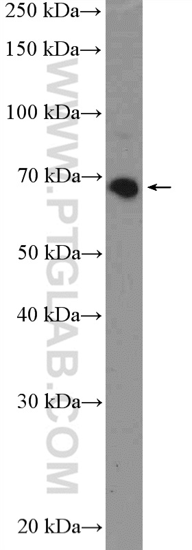 KBTBD5 Polyclonal antibody