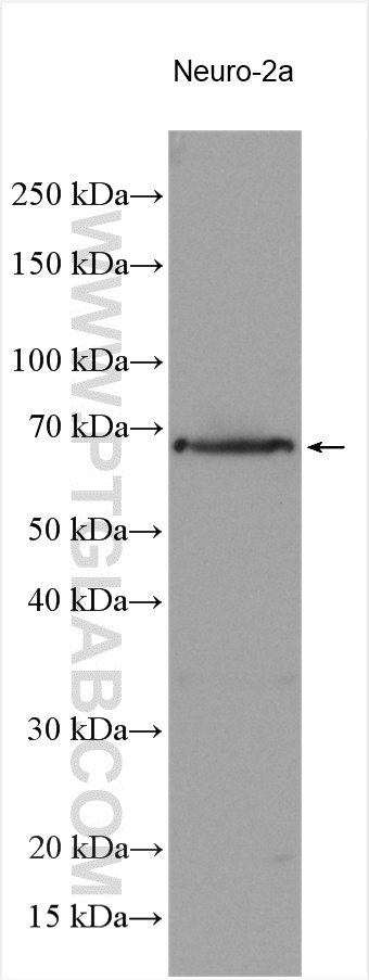 NRXN3 Polyclonal antibody