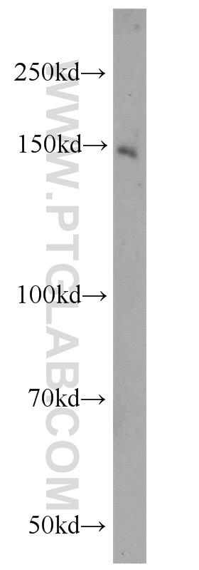 ZNF541 Polyclonal antibody