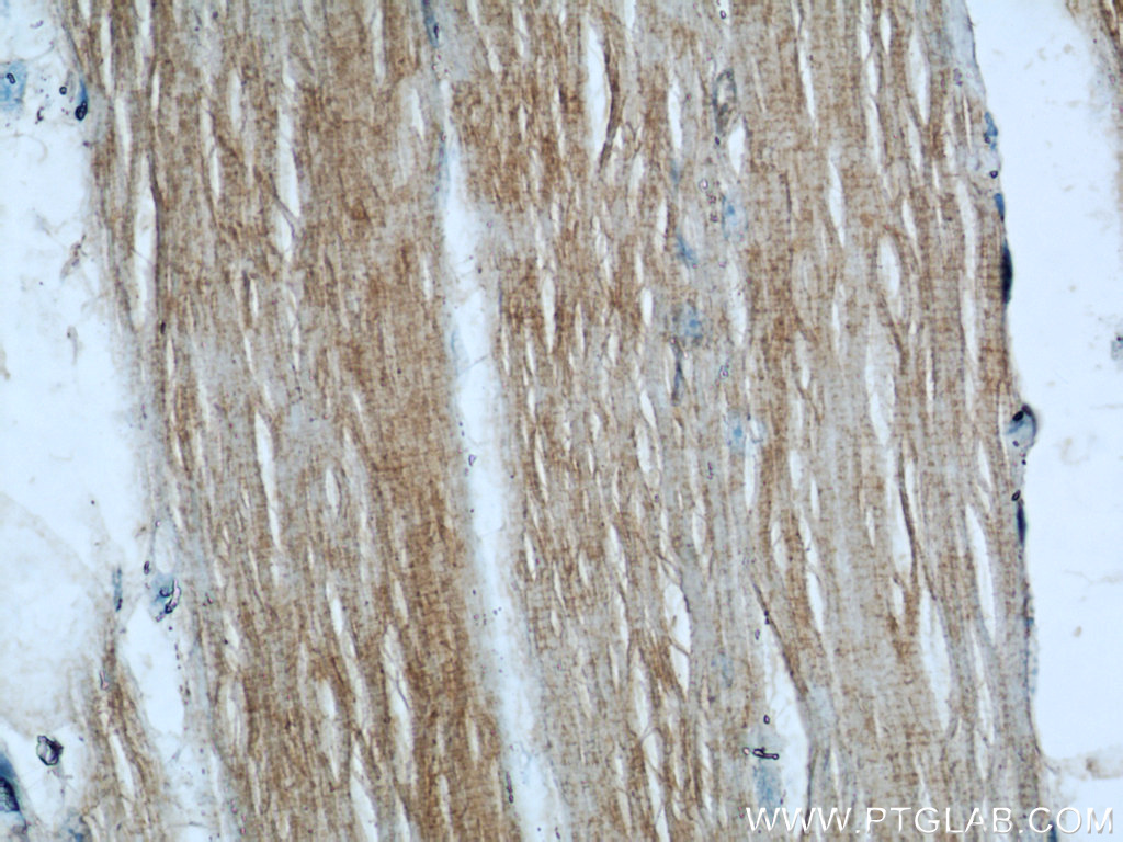 SHF Polyclonal antibody