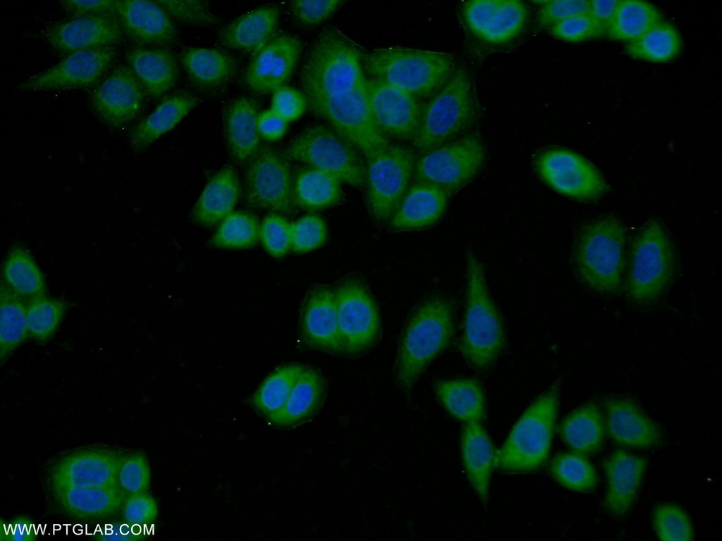 OAS3 Polyclonal antibody