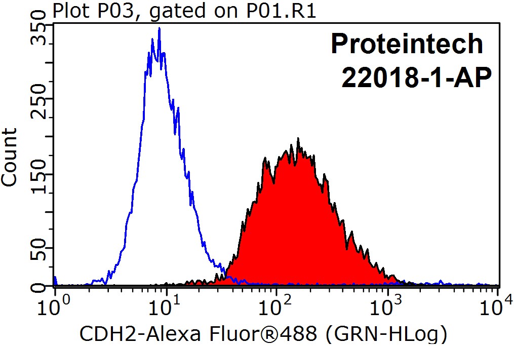 N-cadherin Polyclonal antibody