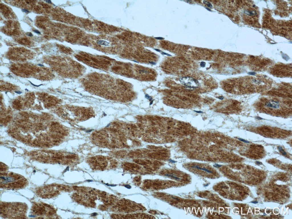 B3GALNT1 Polyclonal antibody