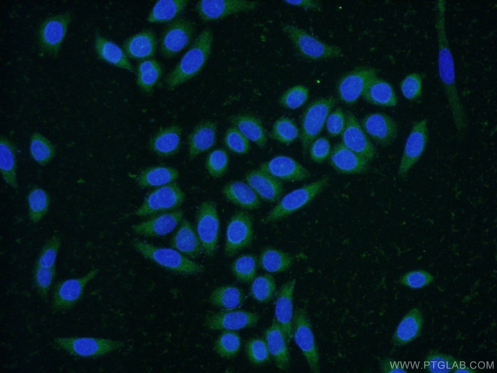 CNPY4 Polyclonal antibody