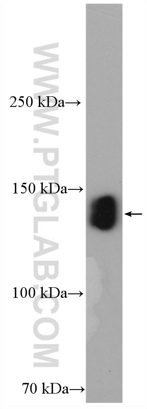 ZO-3 Polyclonal antibody