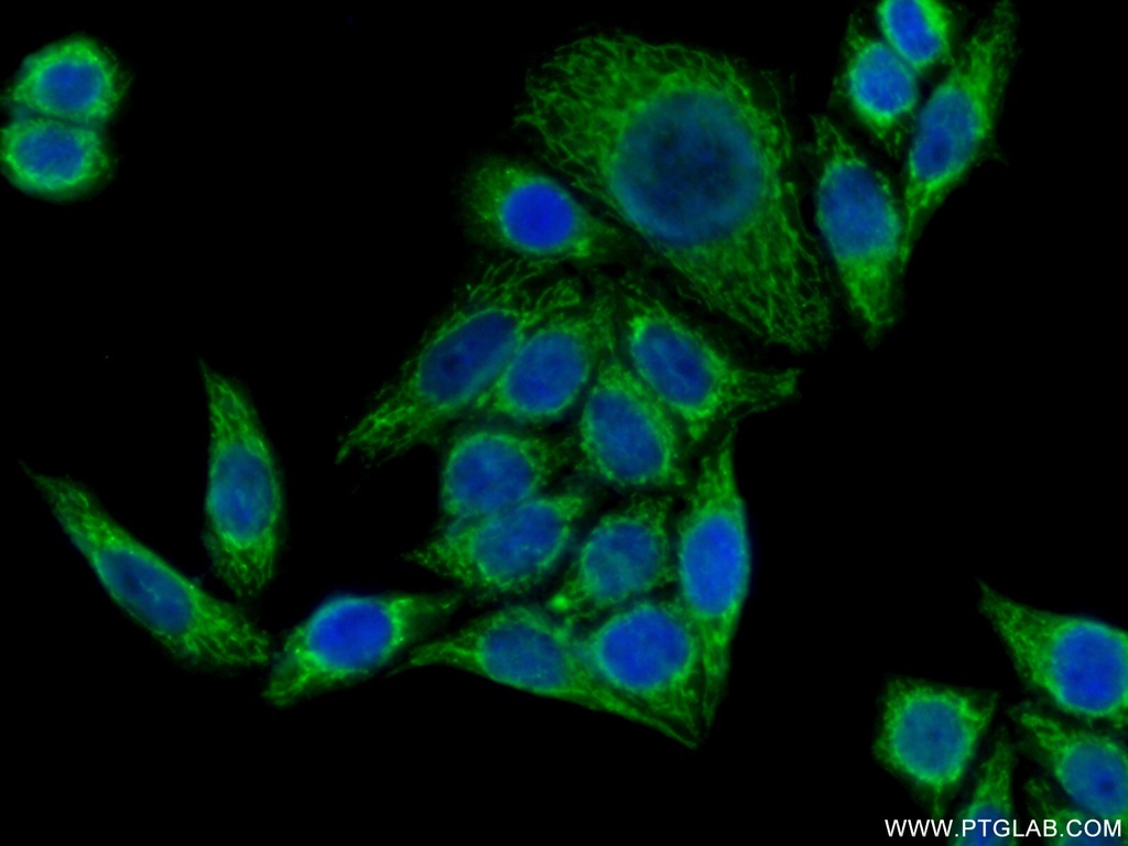 PYCR1 Polyclonal antibody