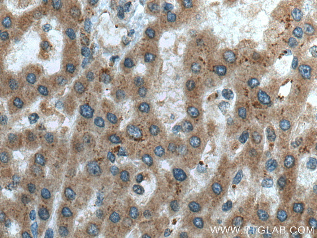 C3orf10 Polyclonal antibody