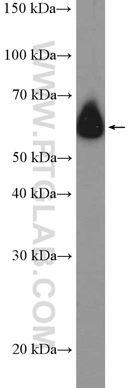 ZNF154 Polyclonal antibody