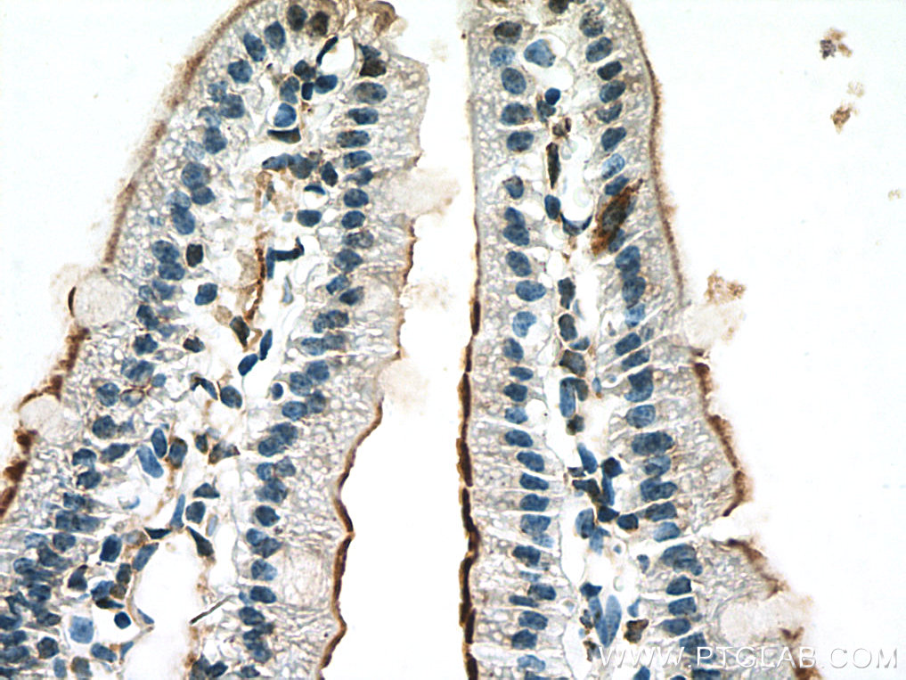 MGAM Polyclonal antibody