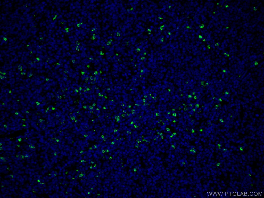 MPO Polyclonal antibody