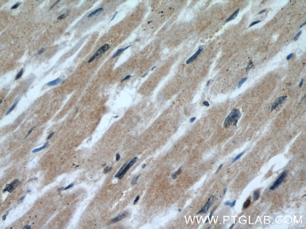 CALML6 Polyclonal antibody