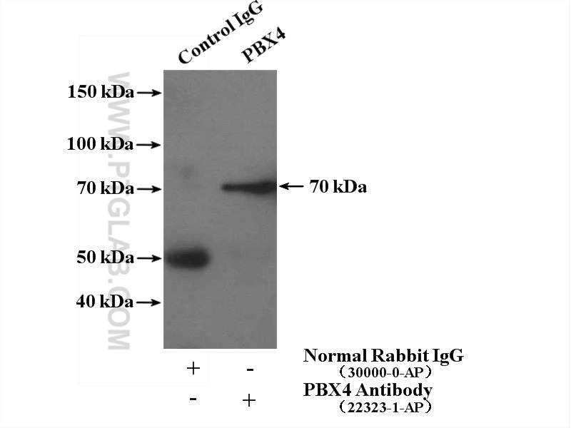 PBX4 Polyclonal antibody