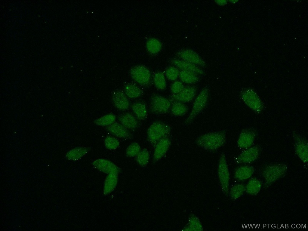 USF1 Polyclonal antibody