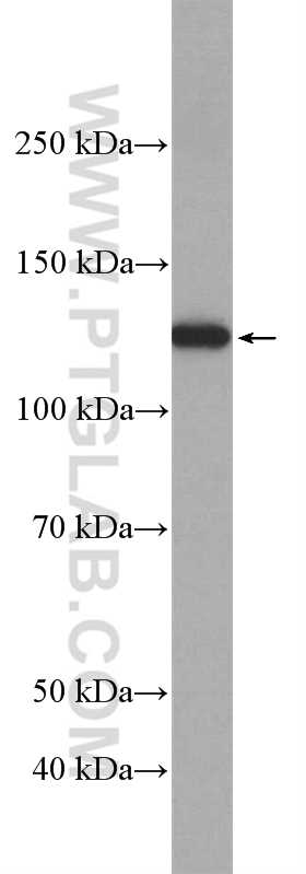 LRIG1 Polyclonal antibody