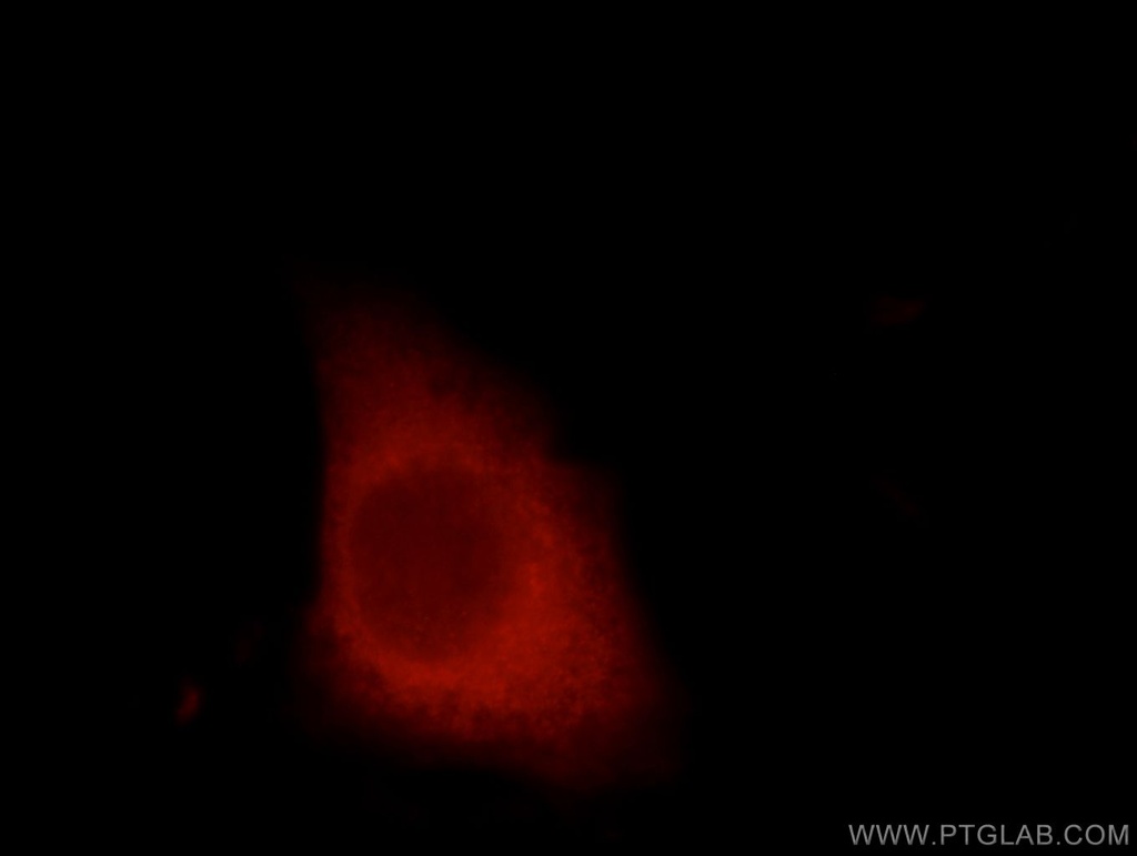 LARG Polyclonal antibody