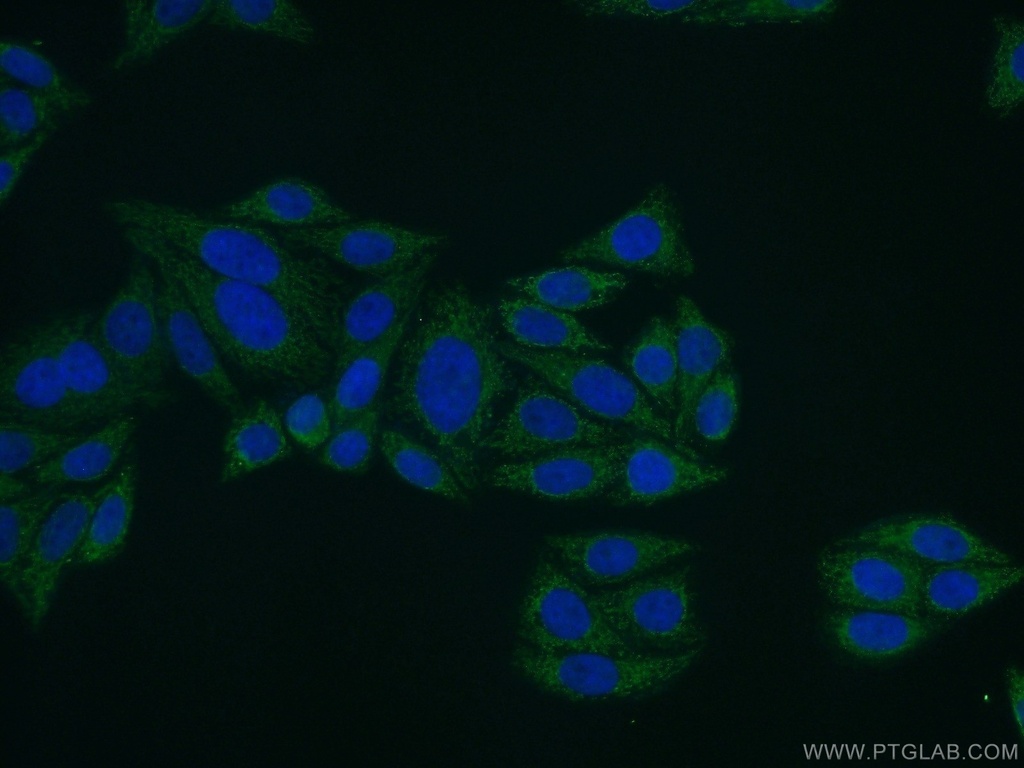 FOXA2 Polyclonal antibody