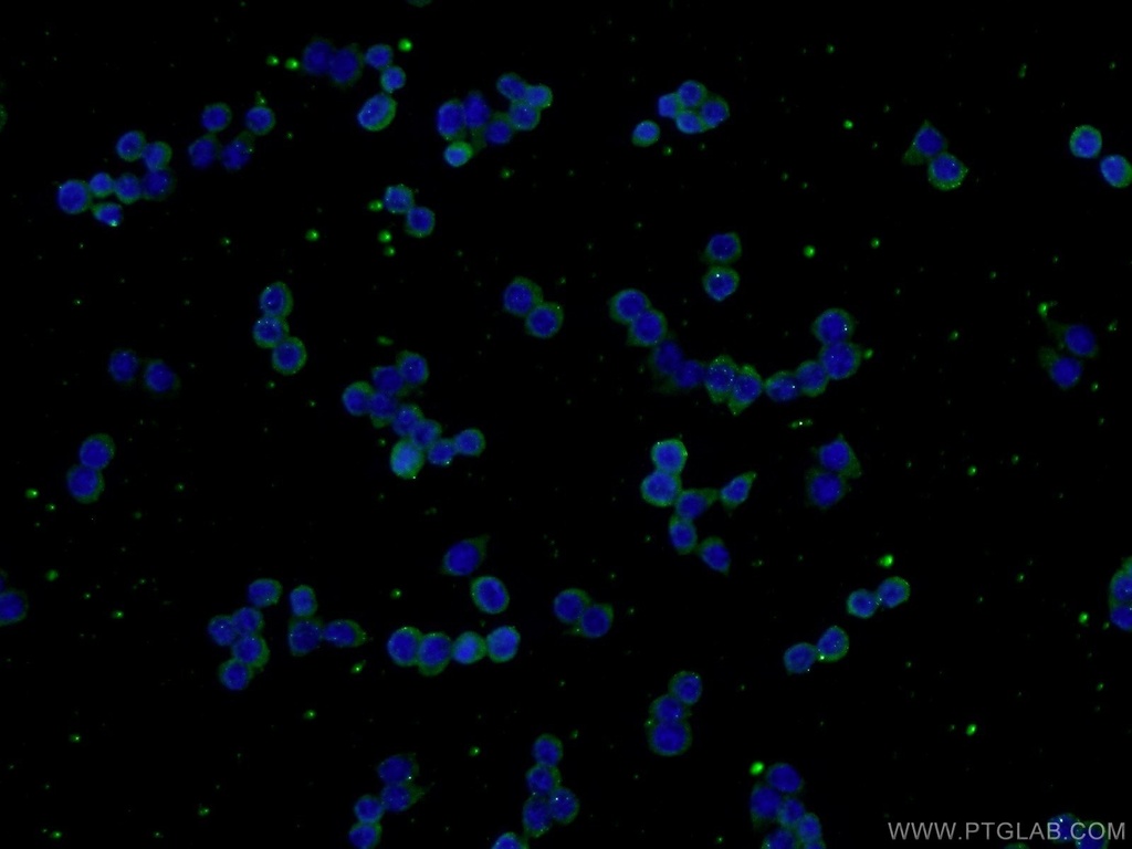 VEGFC Polyclonal antibody