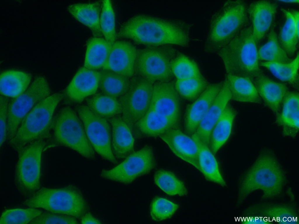 FKBP52 Polyclonal antibody