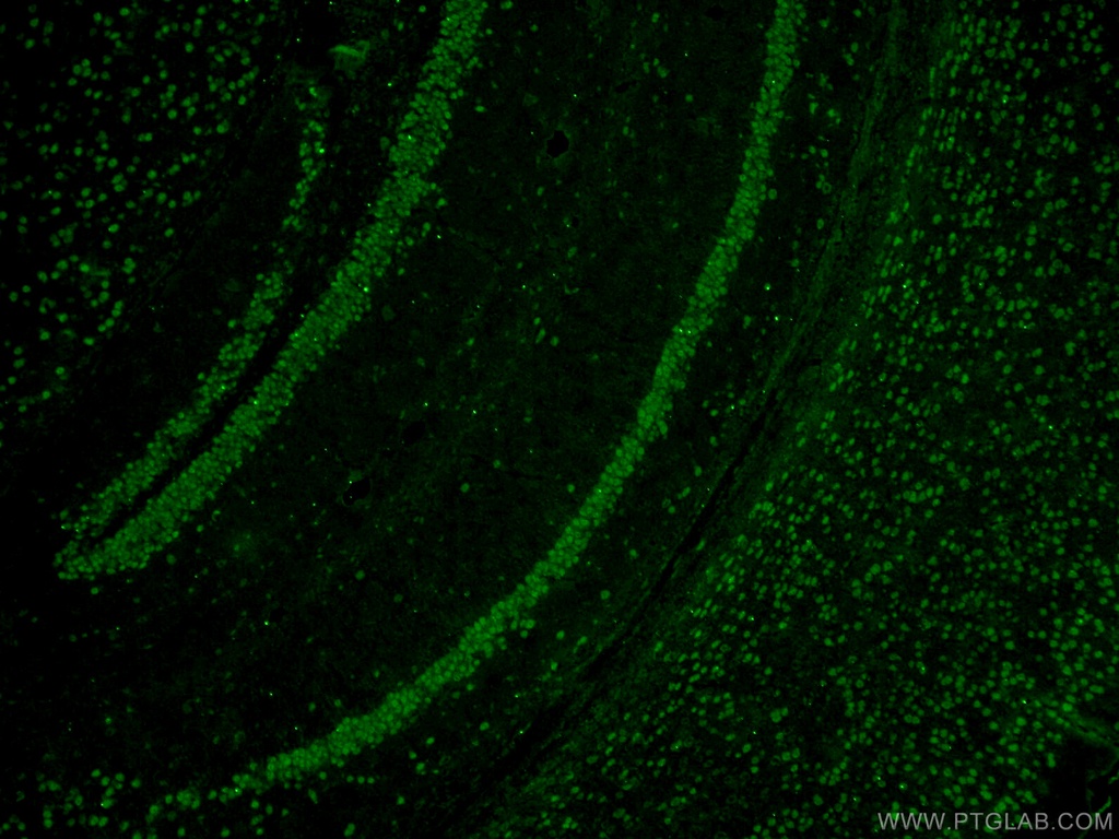 A2BP1 Polyclonal antibody