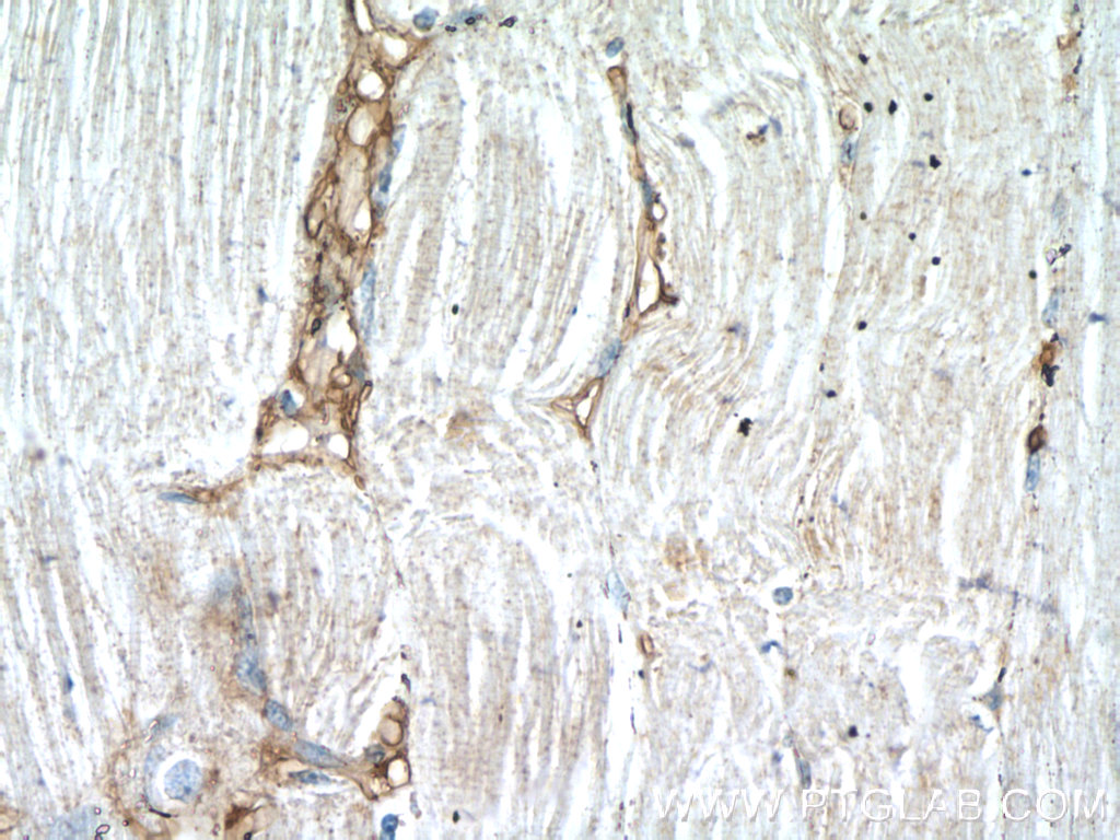DOK7 Polyclonal antibody
