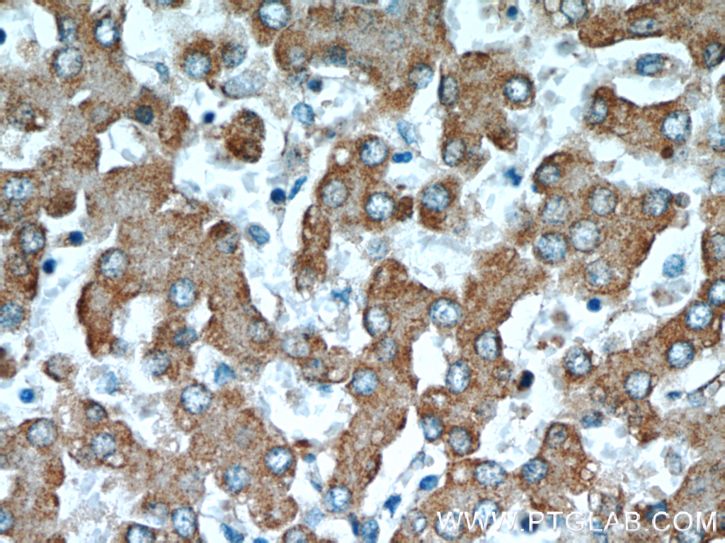 RWDD3 Polyclonal antibody