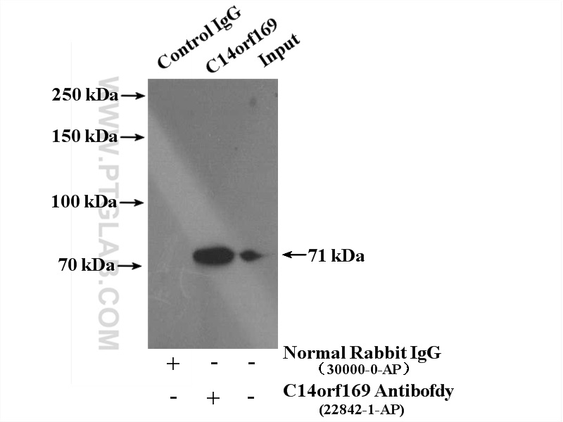 NO66/C14orf169 Polyclonal antibody