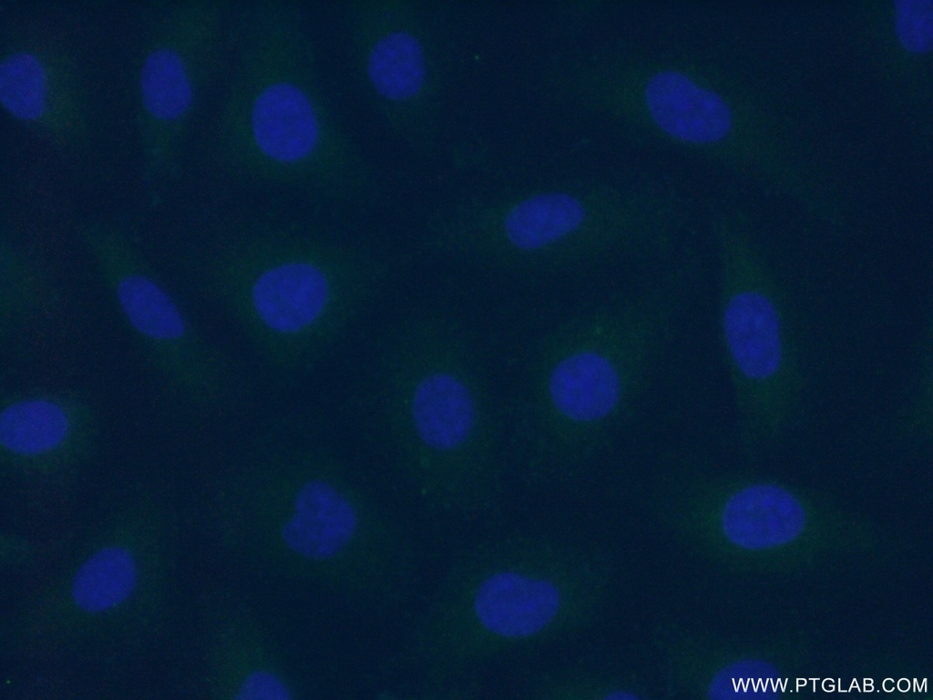 F7 Polyclonal antibody