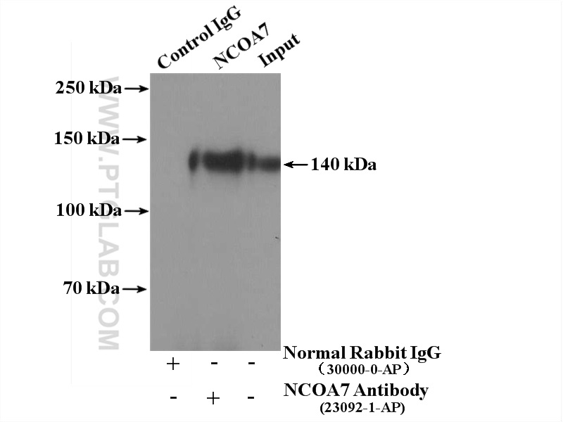 NCOA7 Polyclonal antibody