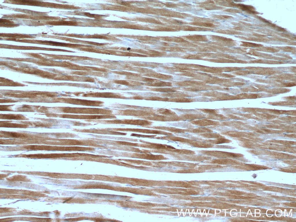 MMADHC Polyclonal antibody